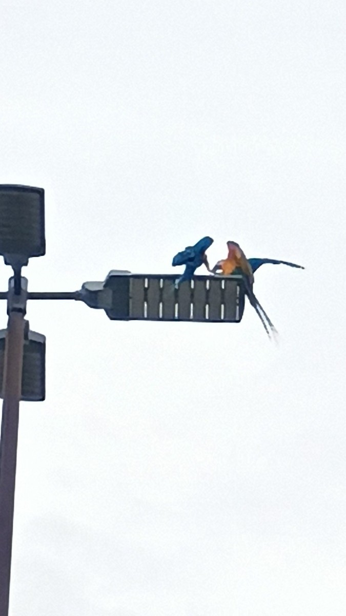 Blue-and-yellow Macaw - ML642447890