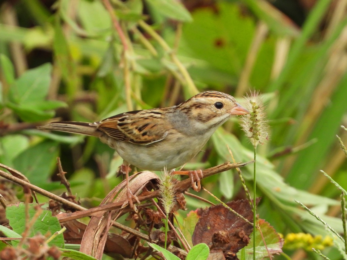 Clay-colored Sparrow - ML642447916