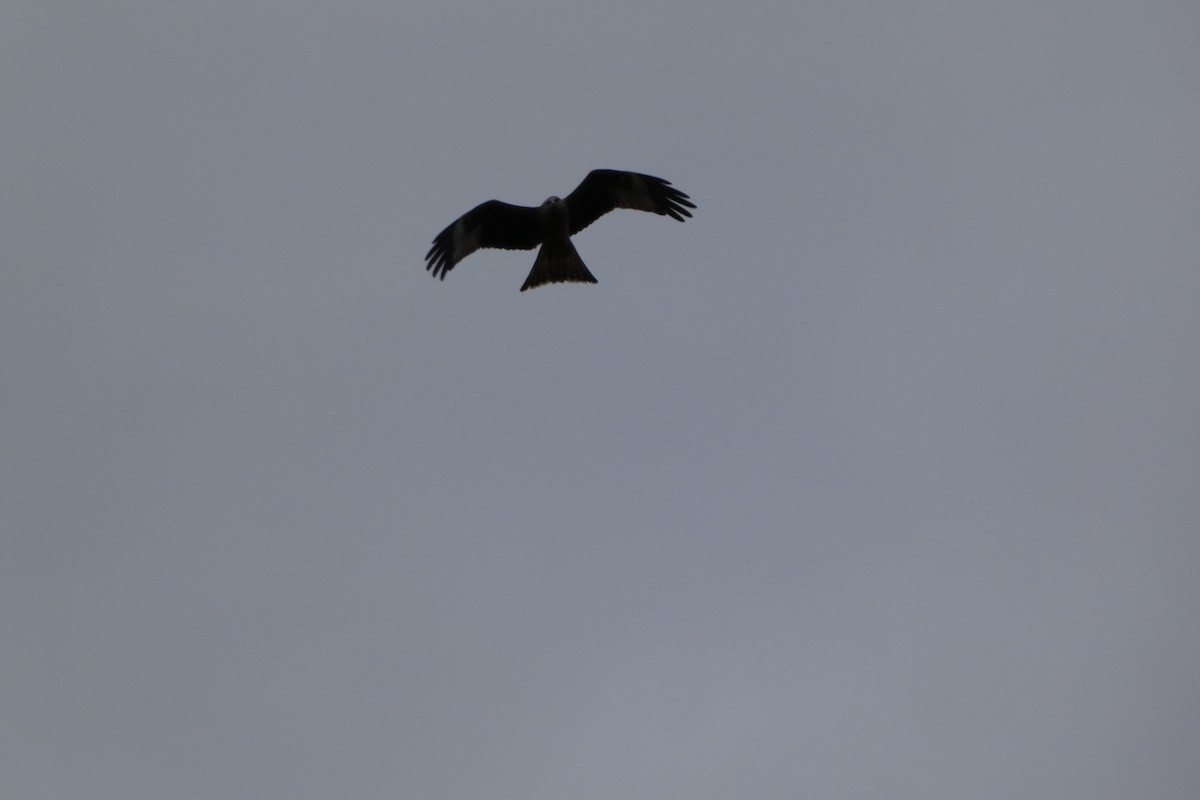 Red Kite - ML642447927
