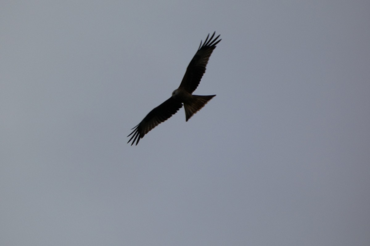 Red Kite - ML642447928