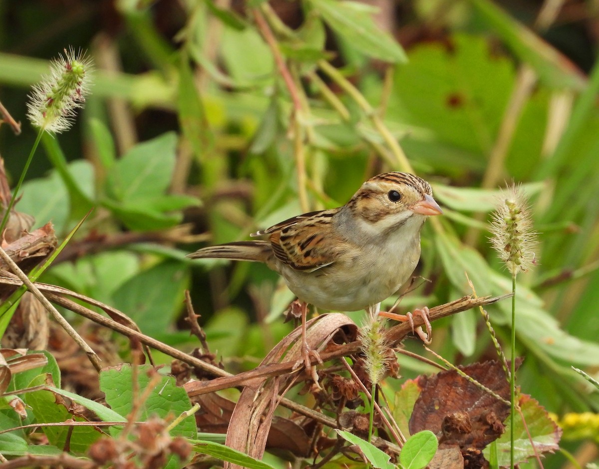 Clay-colored Sparrow - ML642447929