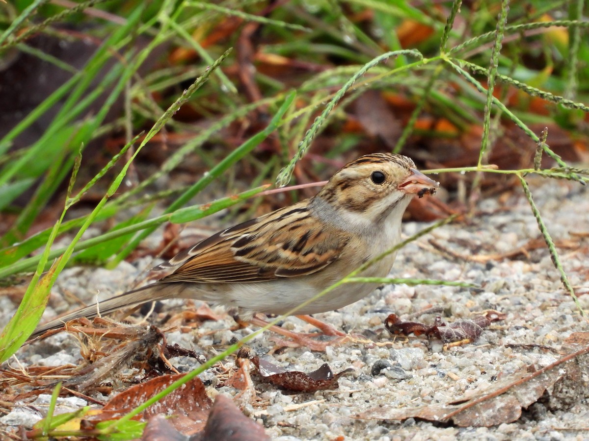 Clay-colored Sparrow - ML642447944