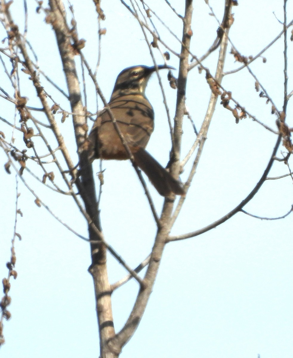 California Thrasher - ML642447960