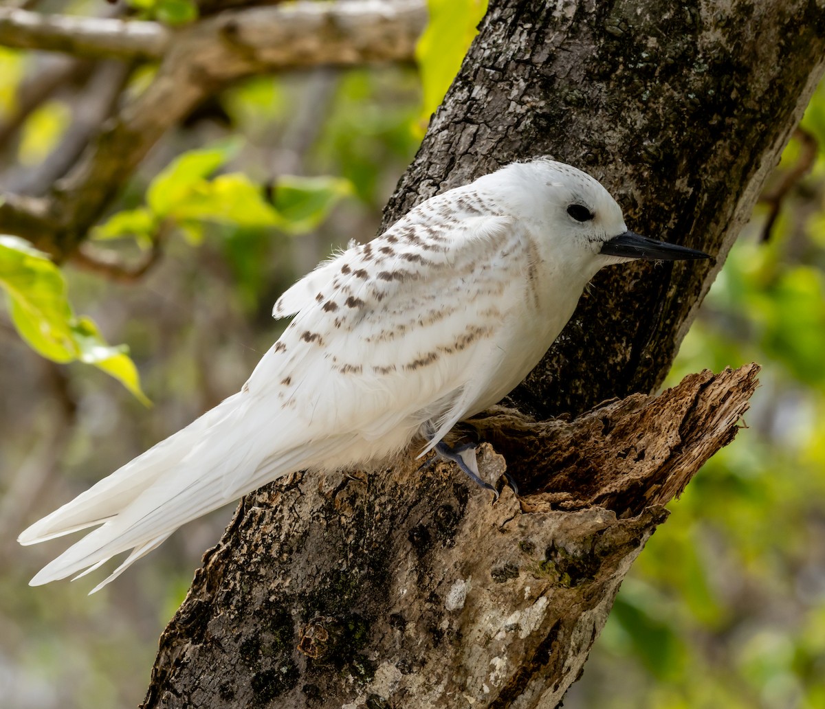 White Tern - ML642447985