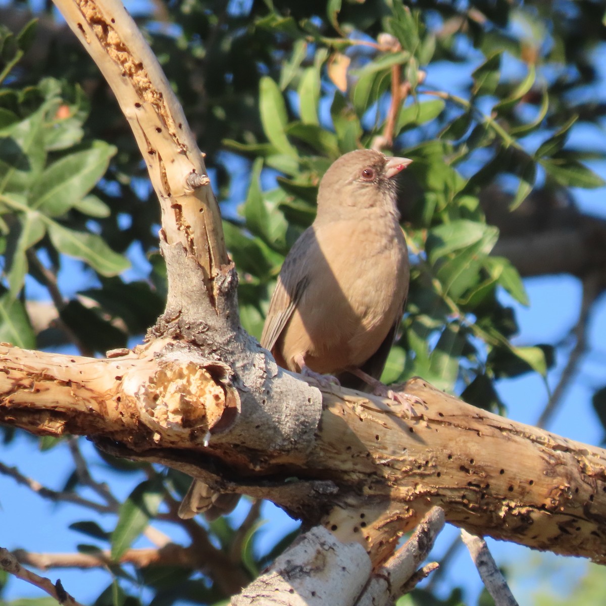 Abert's Towhee - ML642447987