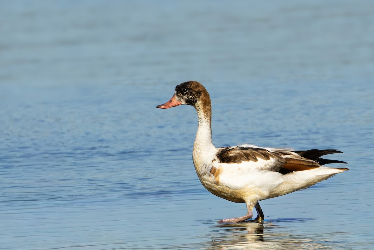 Common Shelduck - ML642448013