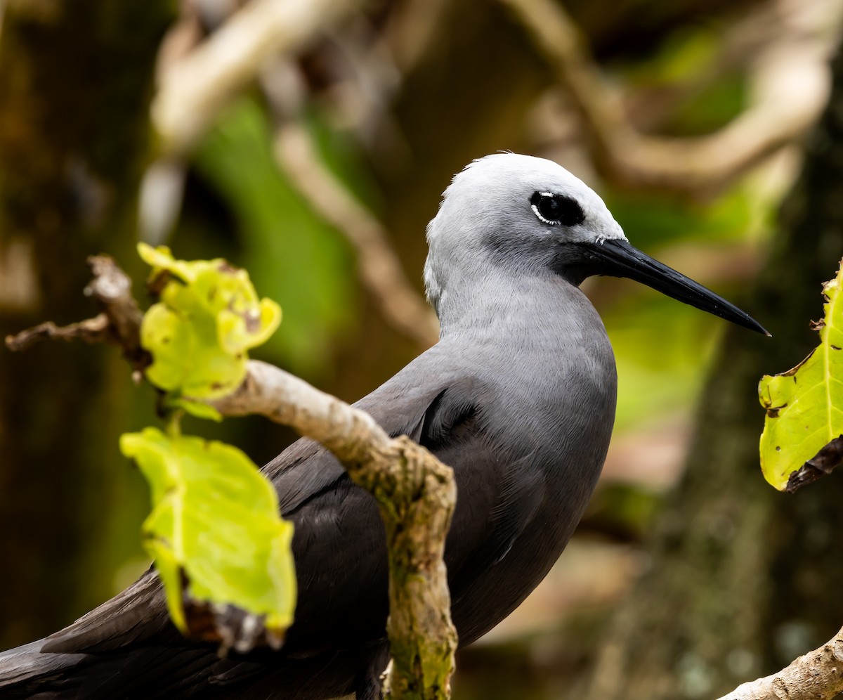 Lesser Noddy - ML642448016