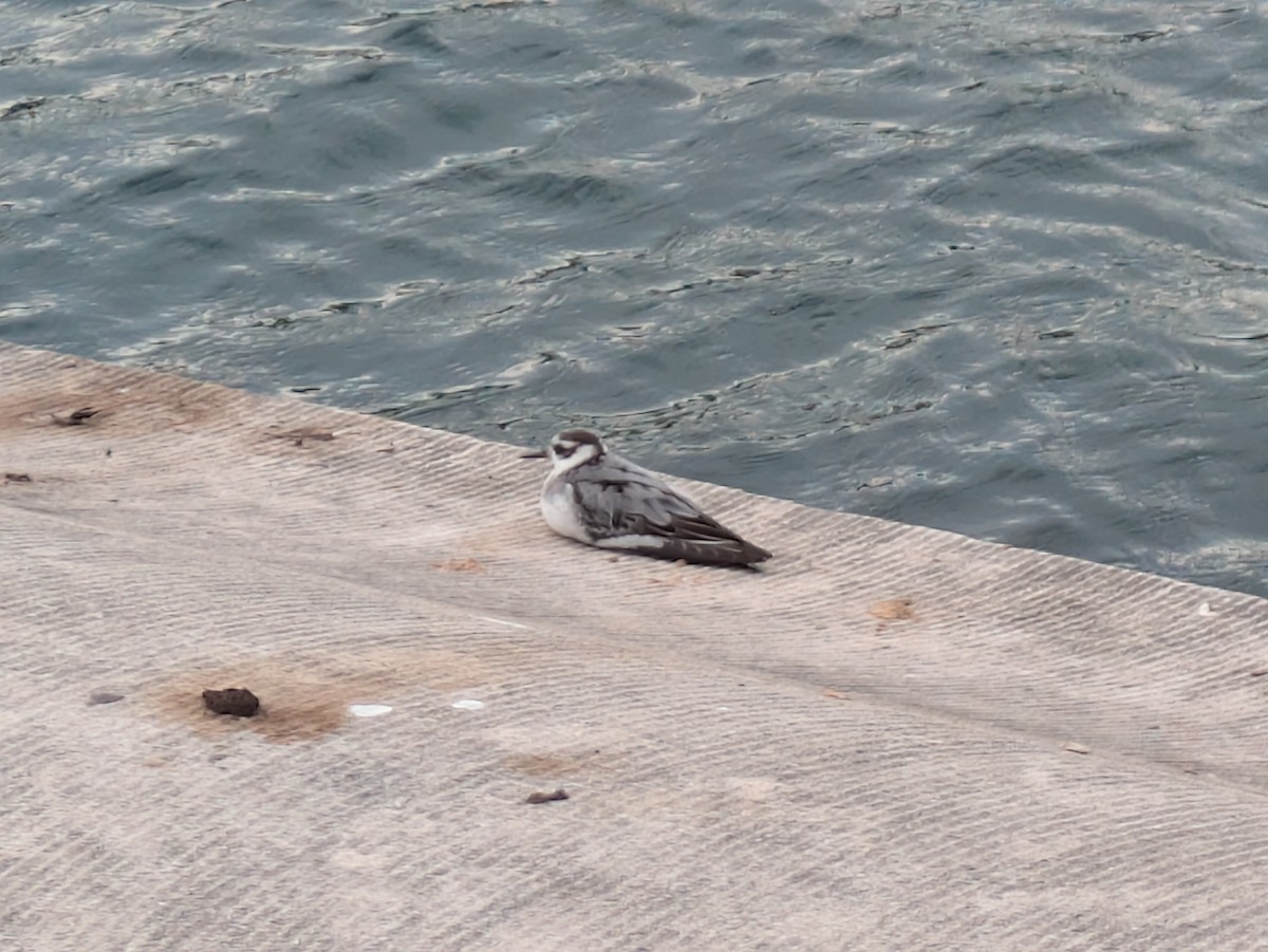 Red Phalarope - ML642448032