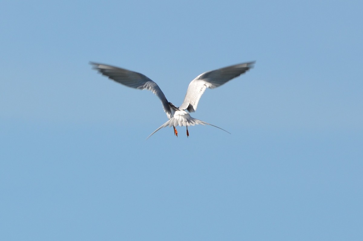 Forster's Tern - ML642448069