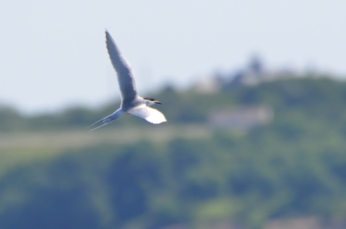 Forster's Tern - ML642448094