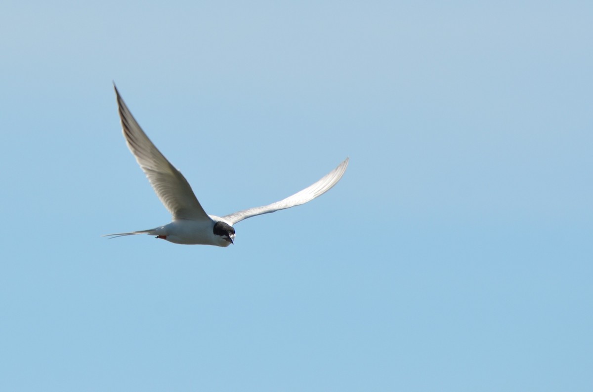 Forster's Tern - ML642448099