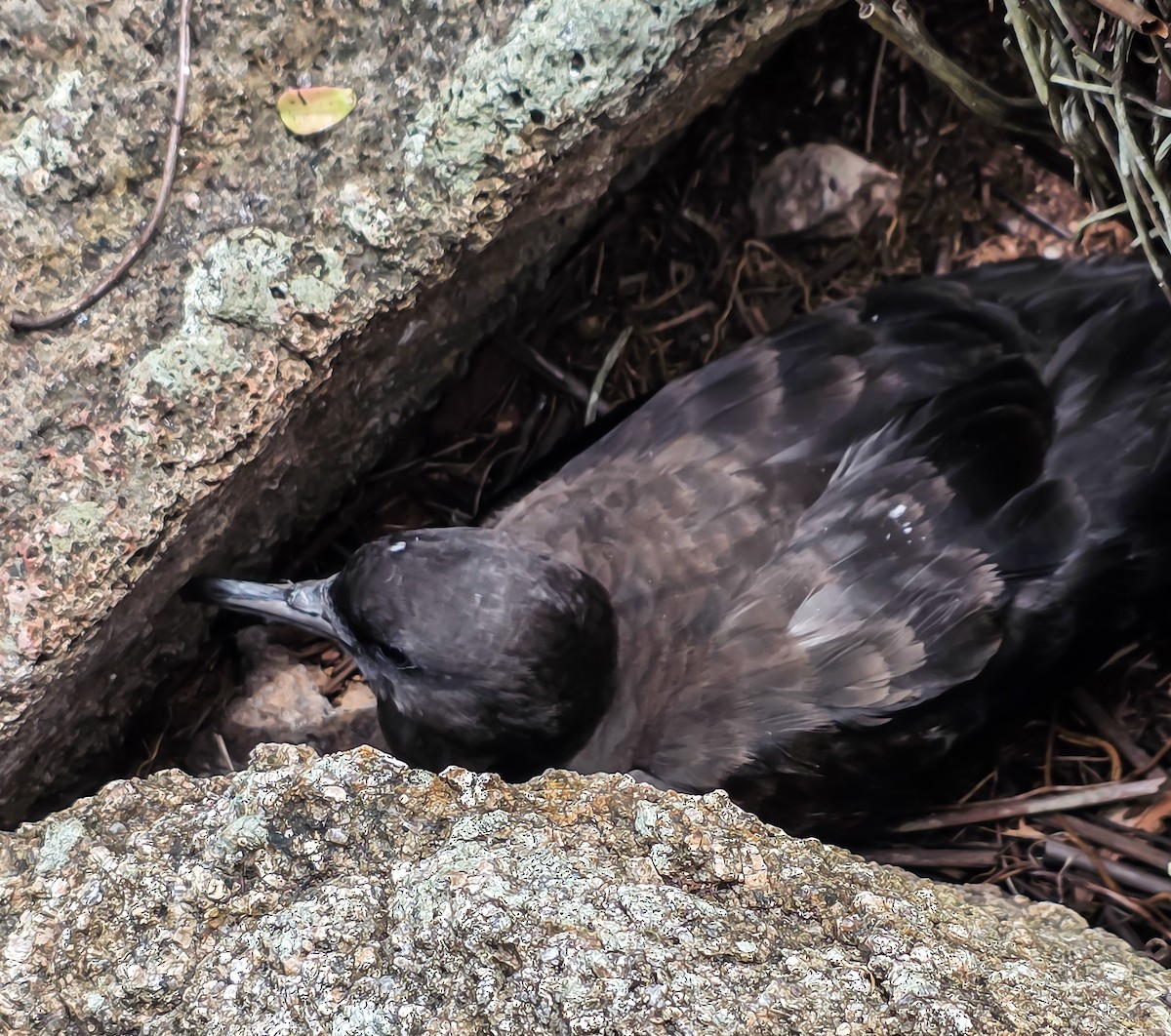 Tropical Shearwater - ML642448103