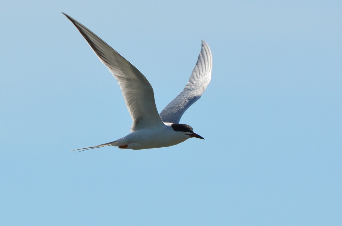 Forster's Tern - ML642448104