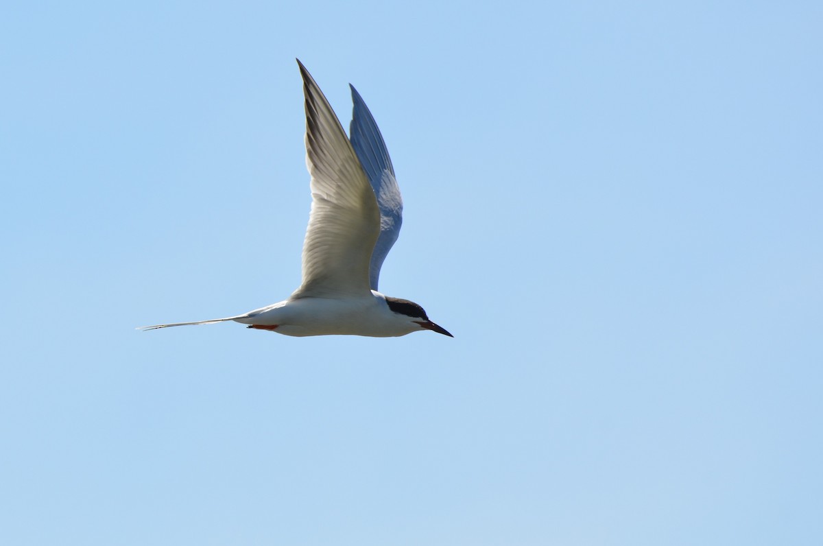 Forster's Tern - ML642448106