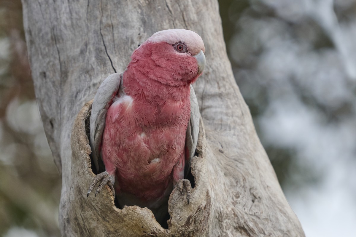 Galah - ML642448137