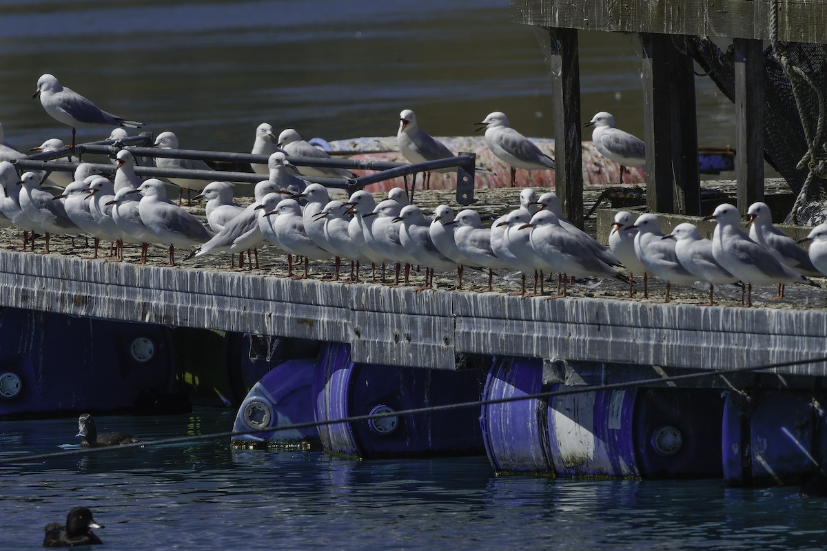 Black-billed Gull - ML642448149