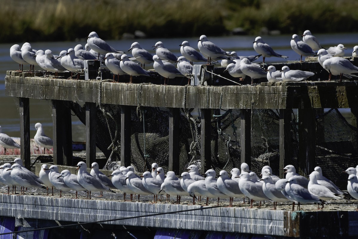 Black-billed Gull - ML642448150