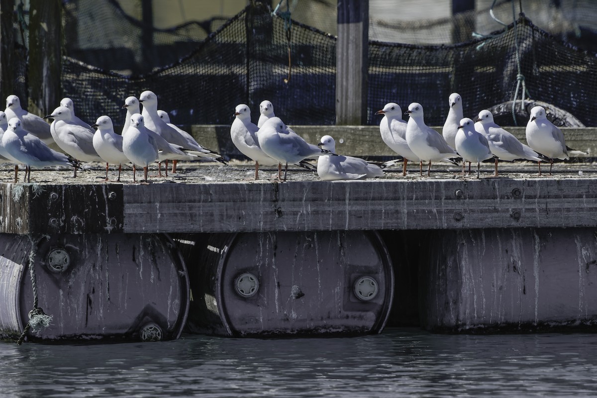 Black-billed Gull - ML642448151