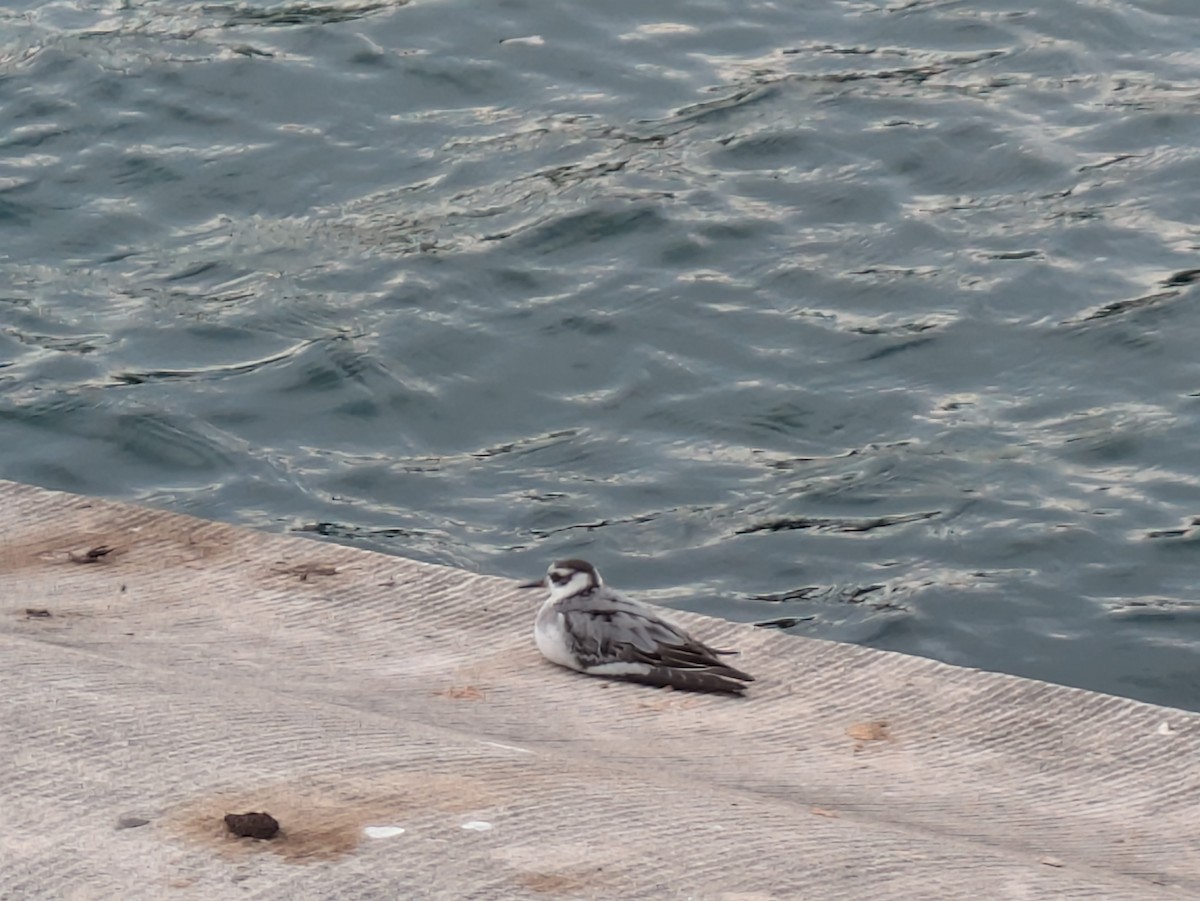 Red Phalarope - ML642448153