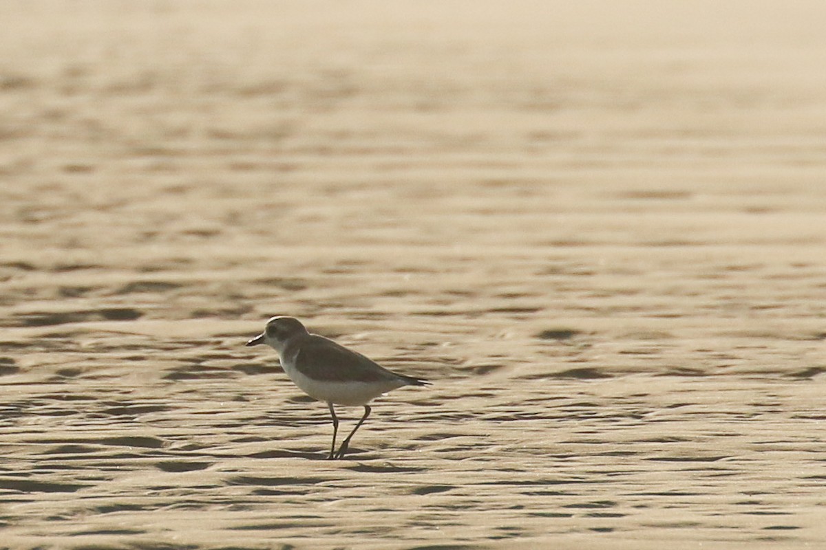 Tibetan Sand-Plover - ML642448156