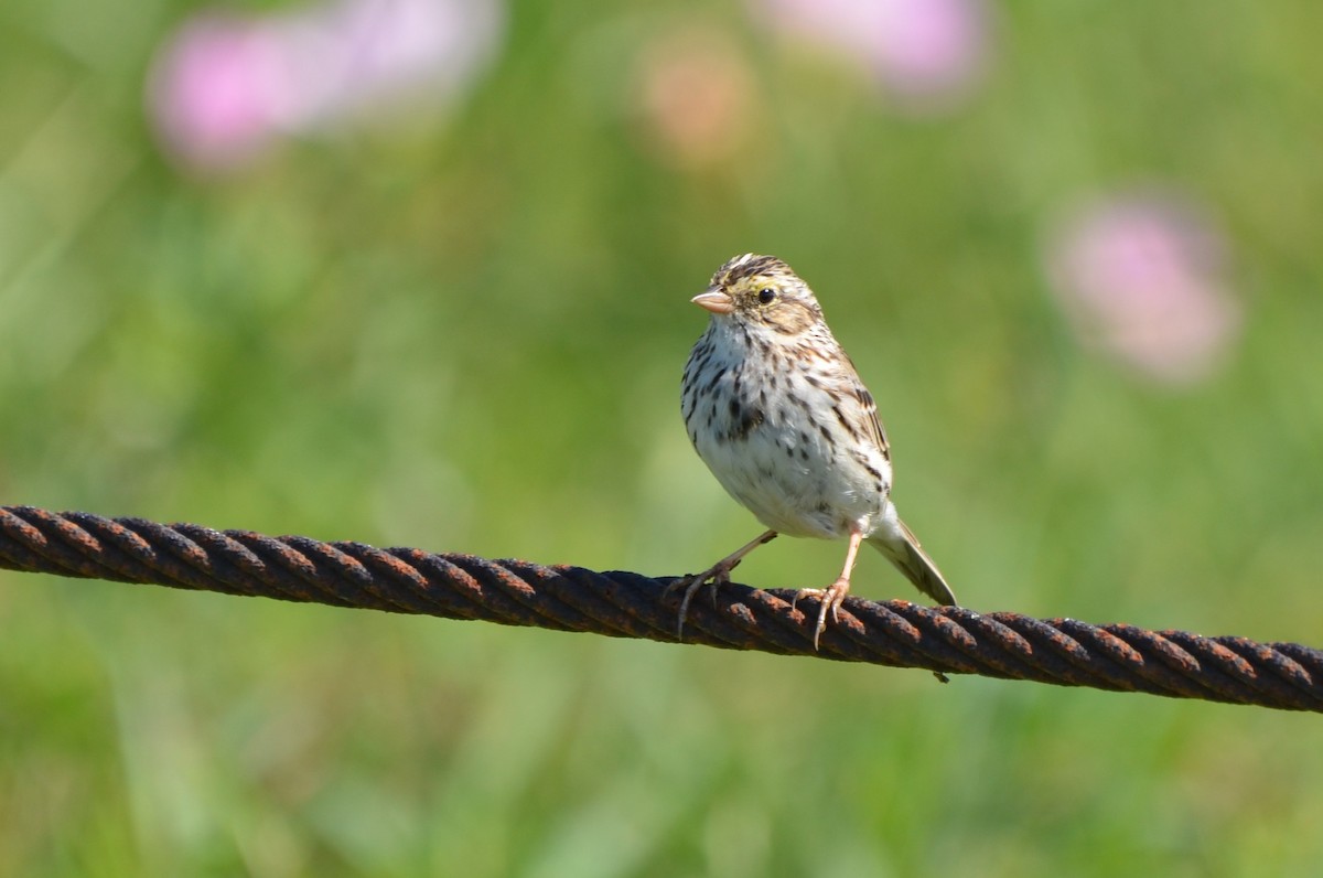 Savannah Sparrow - ML642448159
