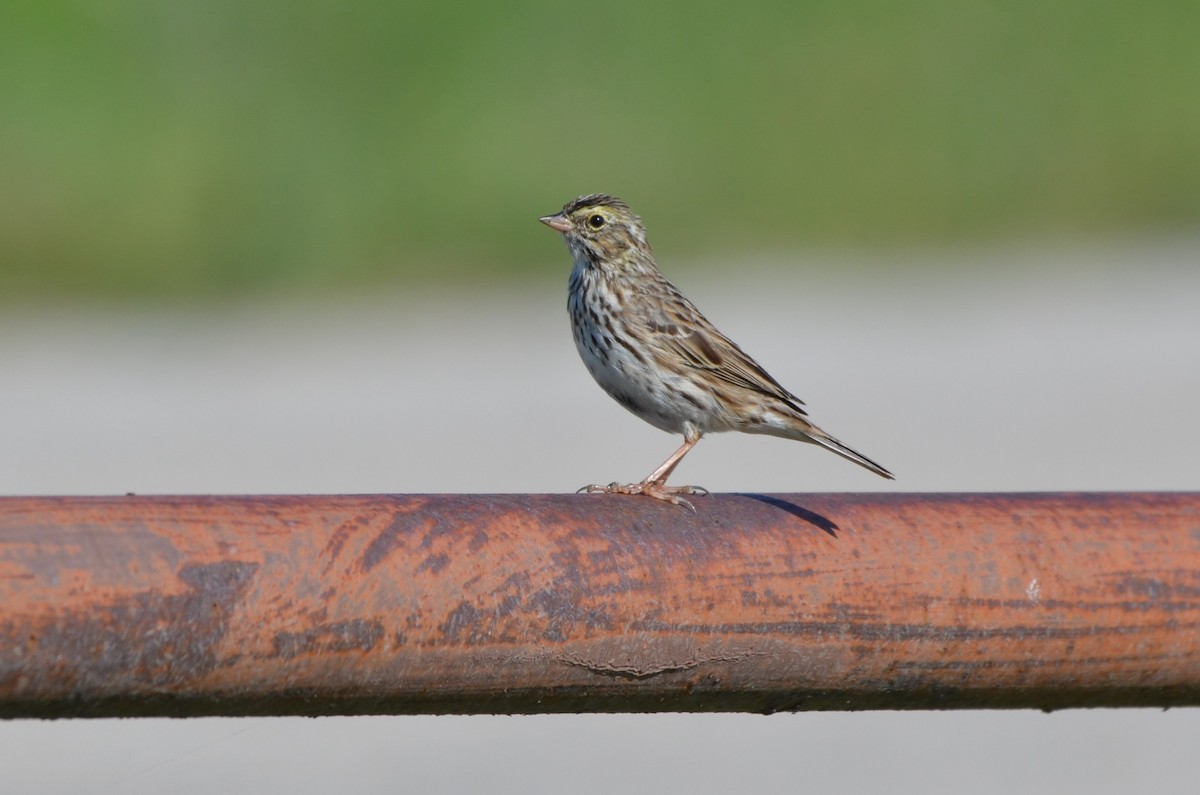 Savannah Sparrow - ML642448162
