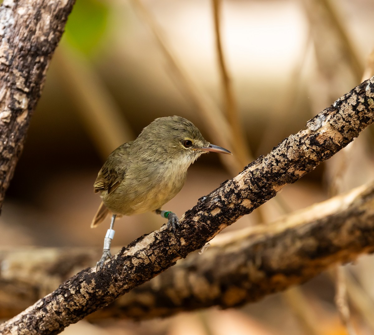 Seychelles Warbler - ML642448171