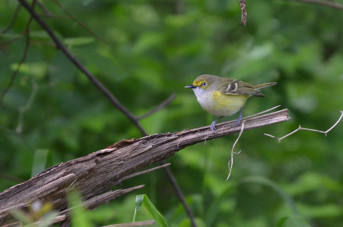 White-eyed Vireo - ML642448177