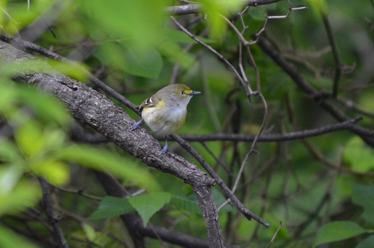 White-eyed Vireo - ML642448179