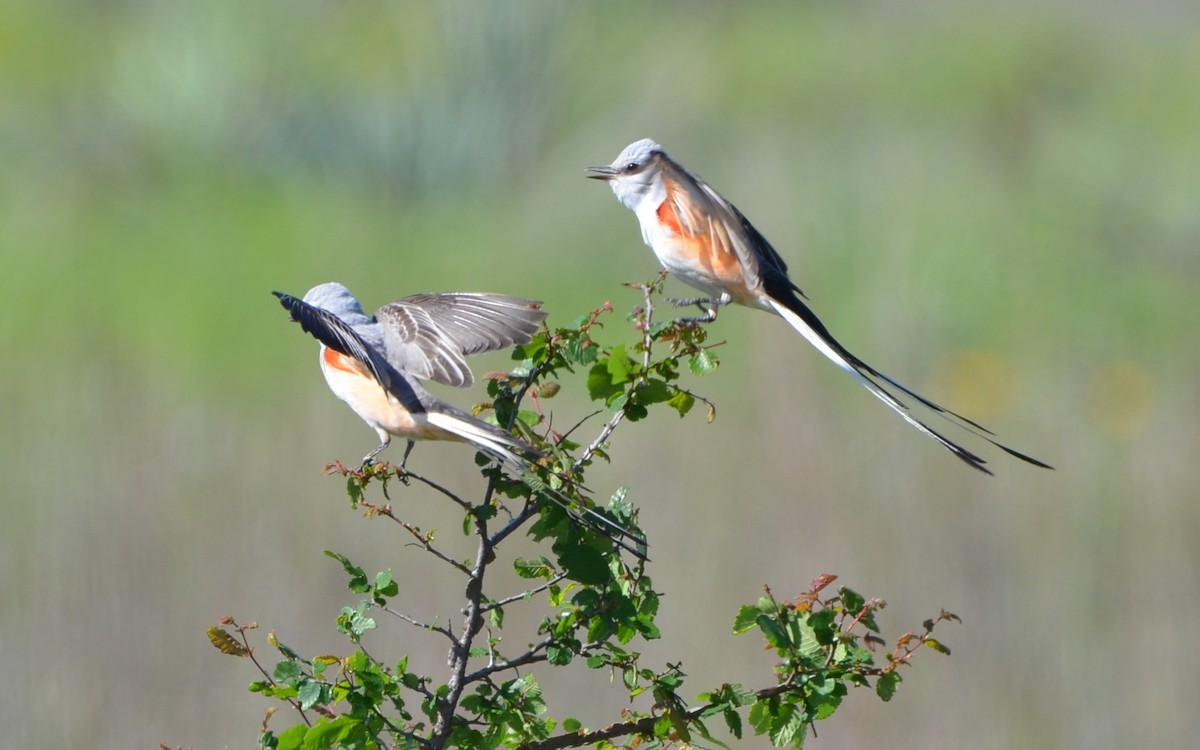 Scissor-tailed Flycatcher - ML642448180