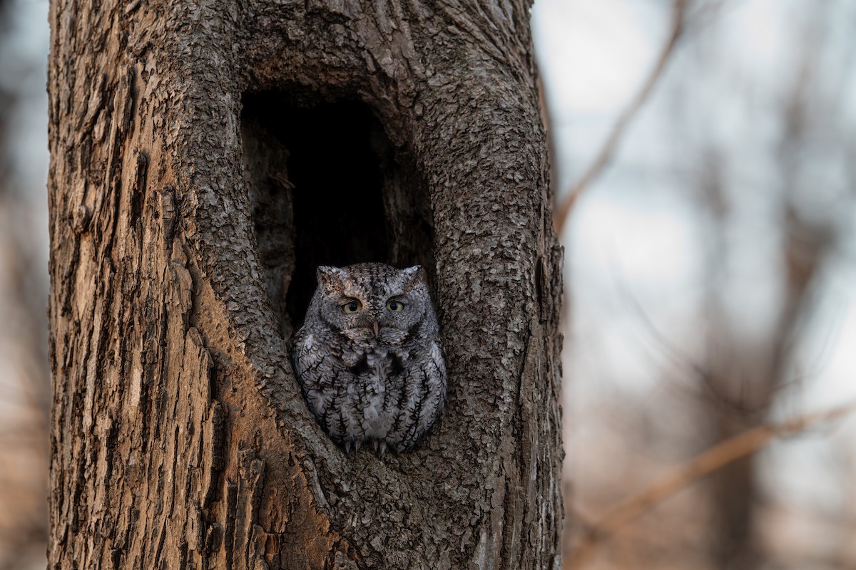 Eastern Screech-Owl - ML642448183