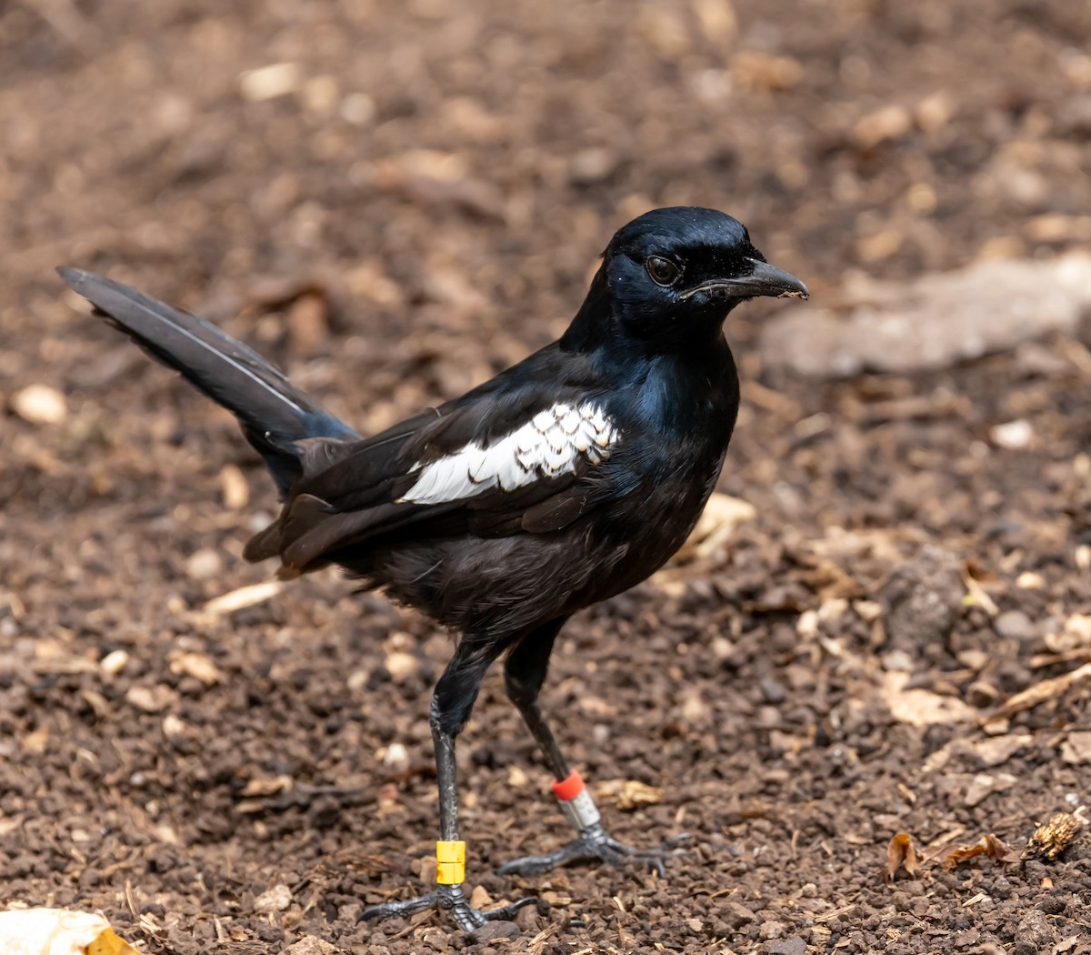 Seychelles Magpie-Robin - ML642448205