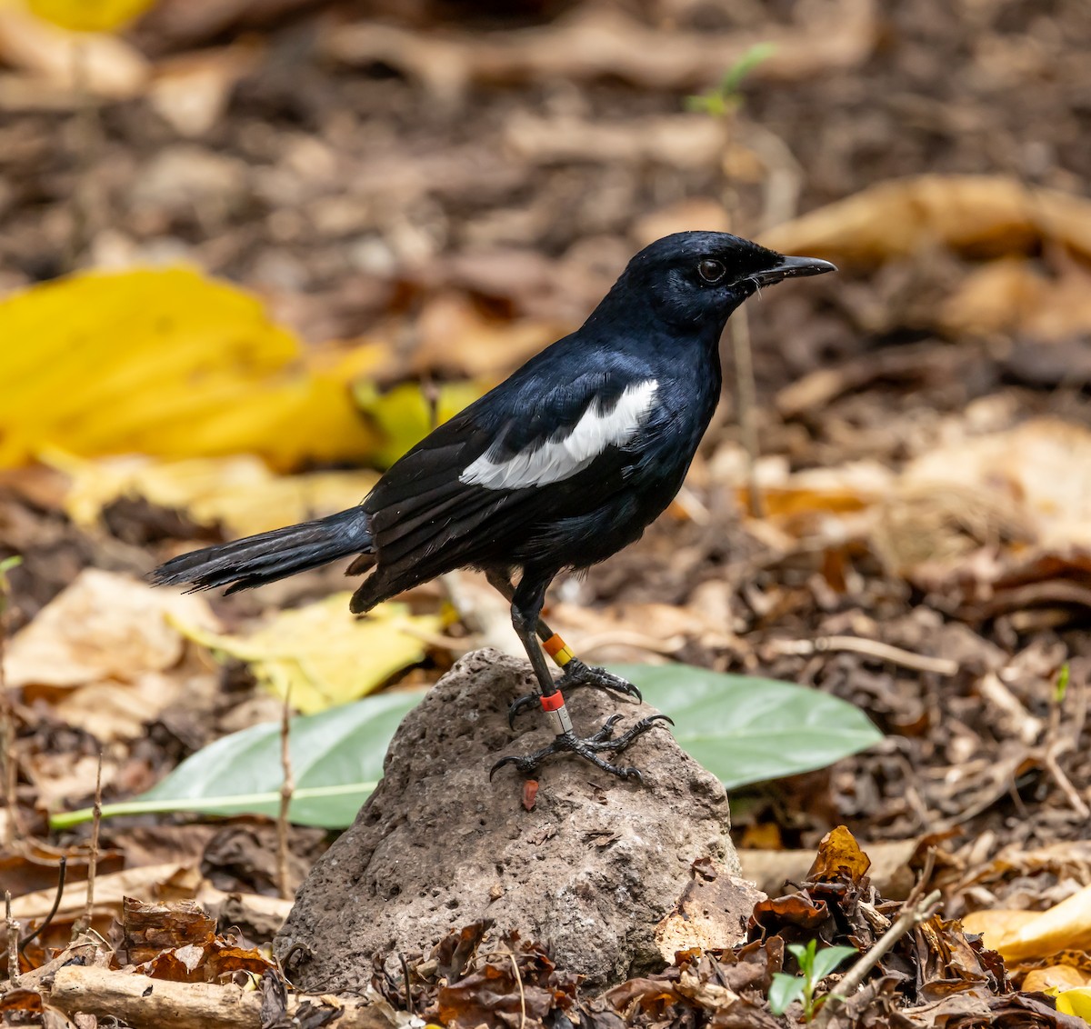 Seychelles Magpie-Robin - ML642448207