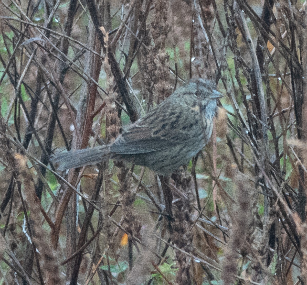 Lincoln's Sparrow - ML642448230