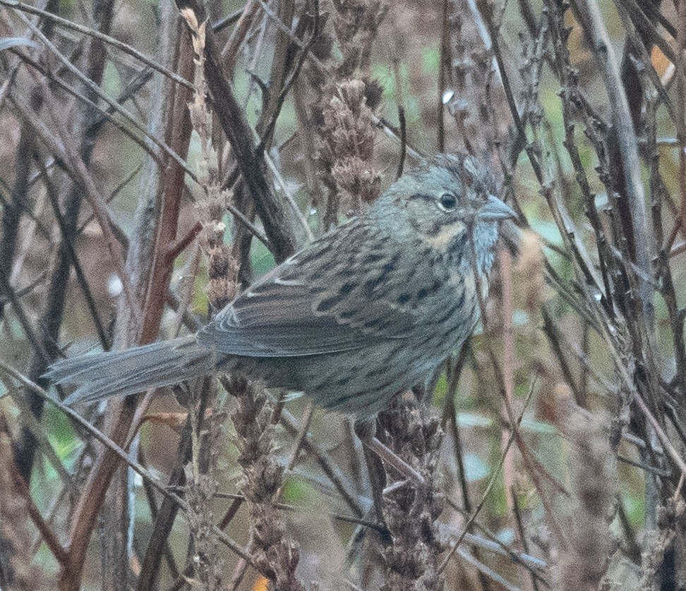Lincoln's Sparrow - ML642448232