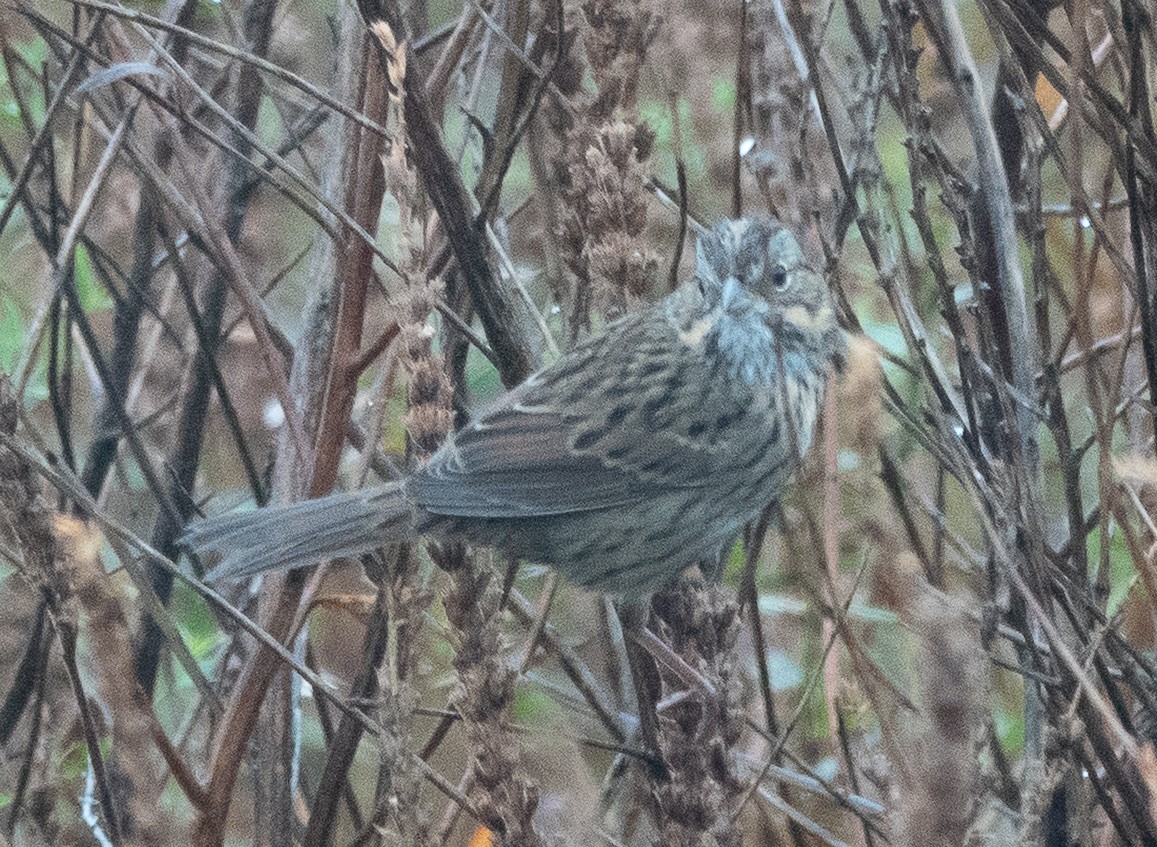 Lincoln's Sparrow - ML642448233