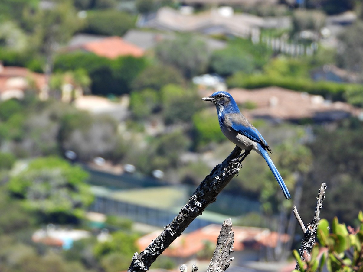 California Scrub-Jay - ML642448238
