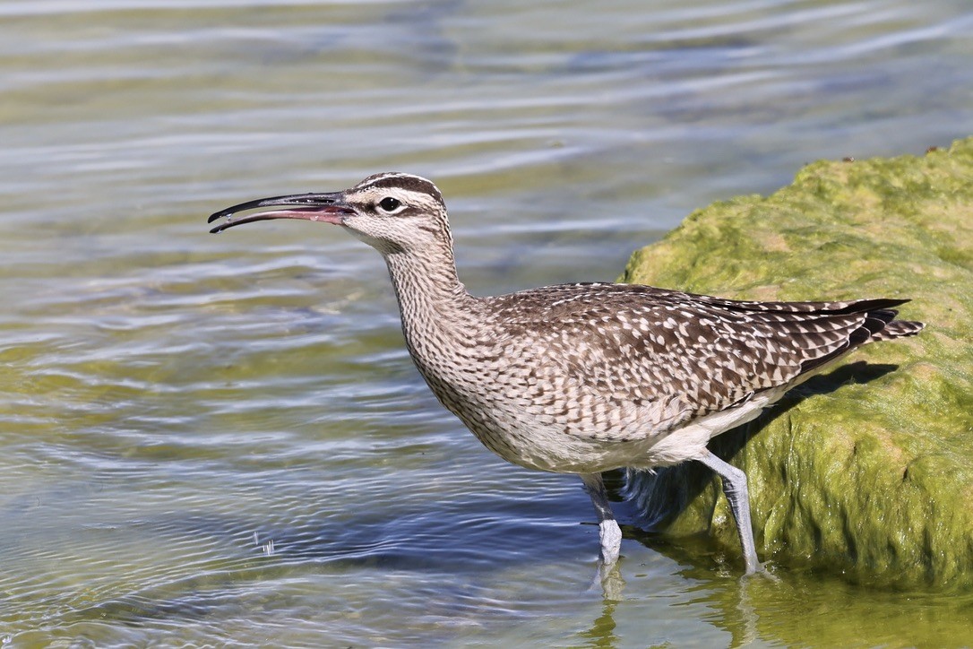 Regenbrachvogel - ML642448243