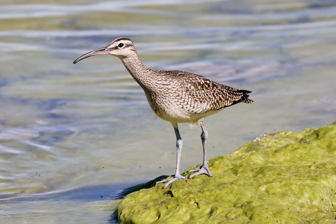 Regenbrachvogel - ML642448246