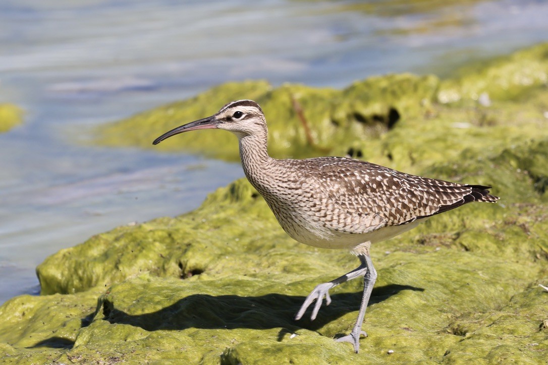 Regenbrachvogel - ML642448248