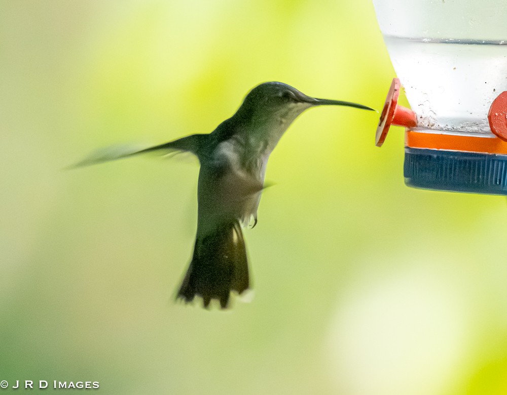 Reddish Hermit - ML642448252