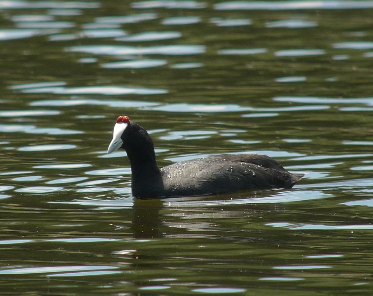 Red-knobbed Coot - ML642448272
