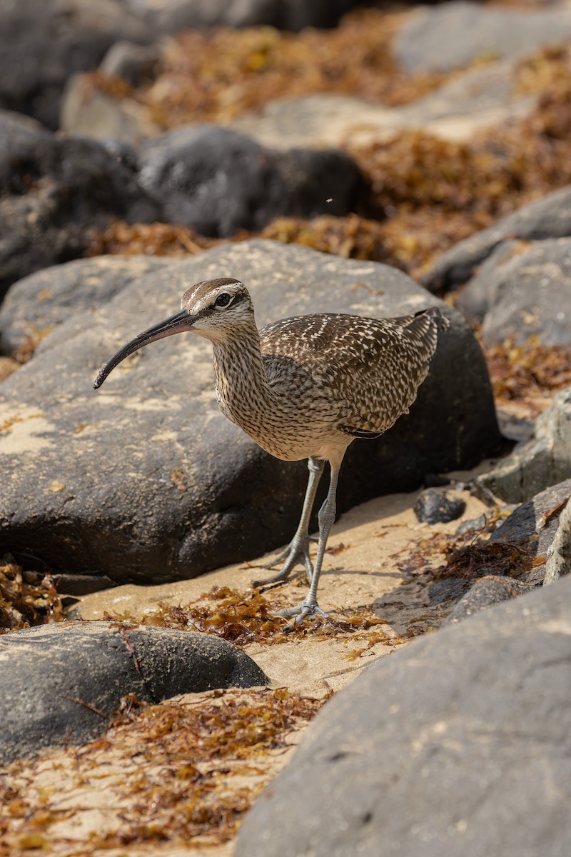 Regenbrachvogel (hudsonicus) - ML642448305