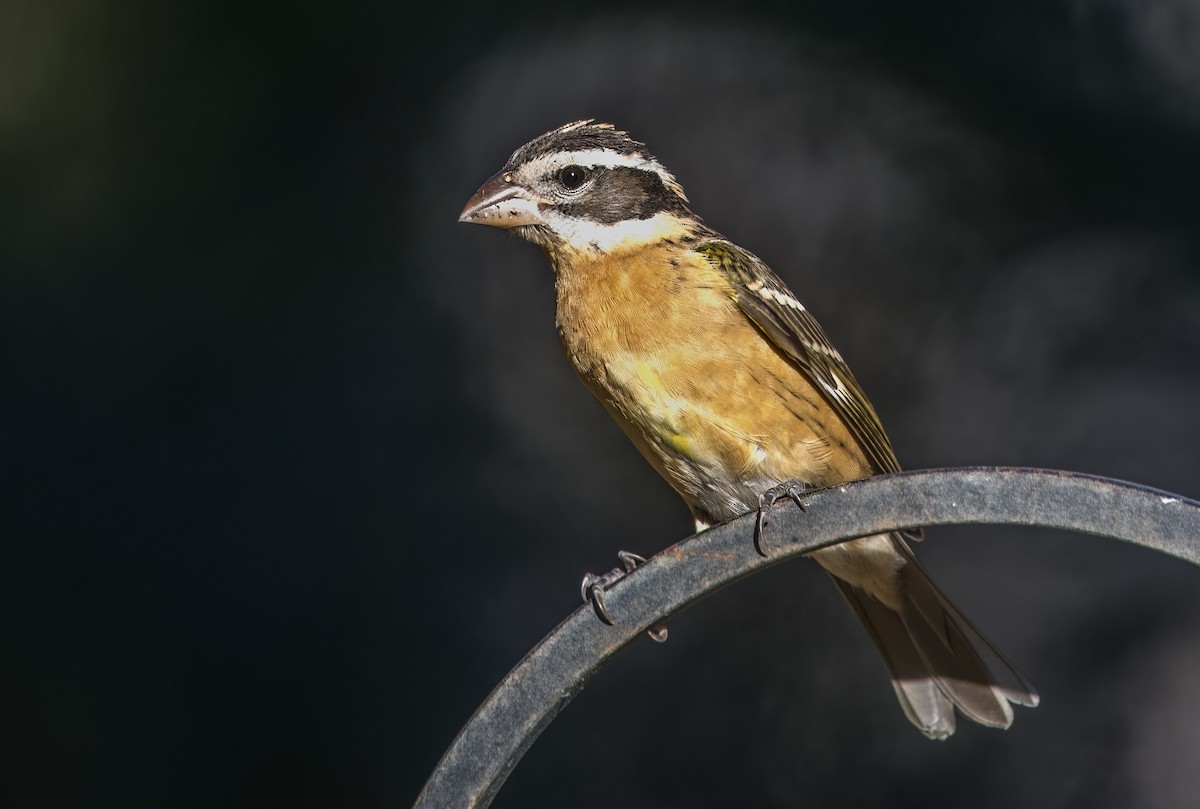 Cardinal à tête noire - ML642448319