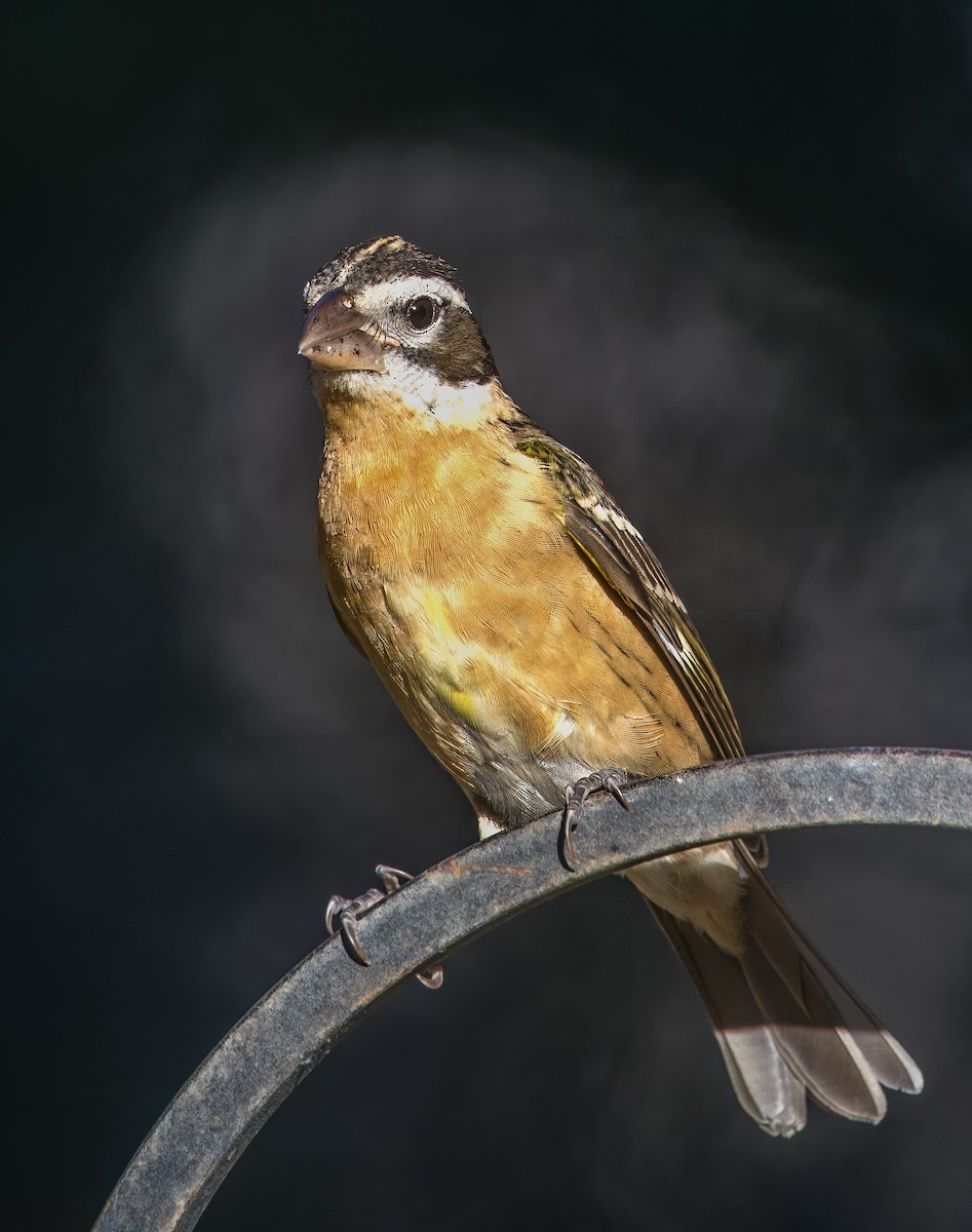 Cardinal à tête noire - ML642448322