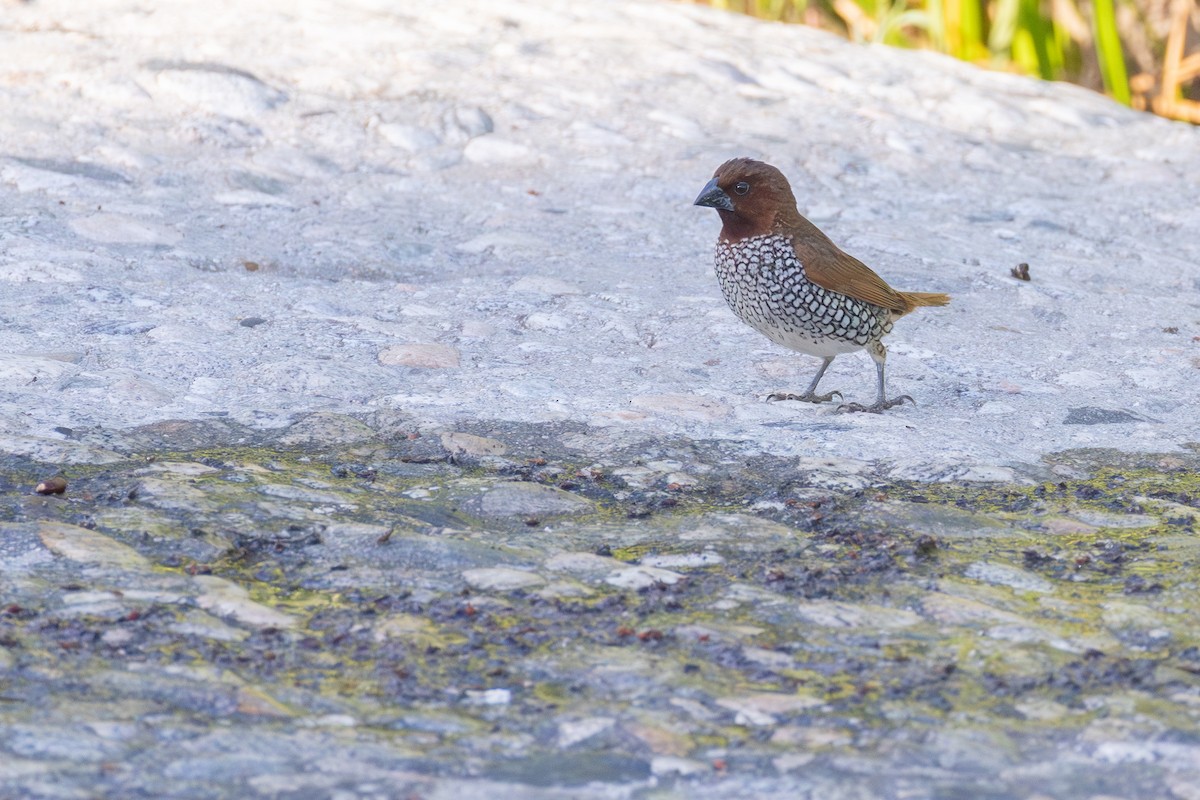 Scaly-breasted Munia - ML642448337