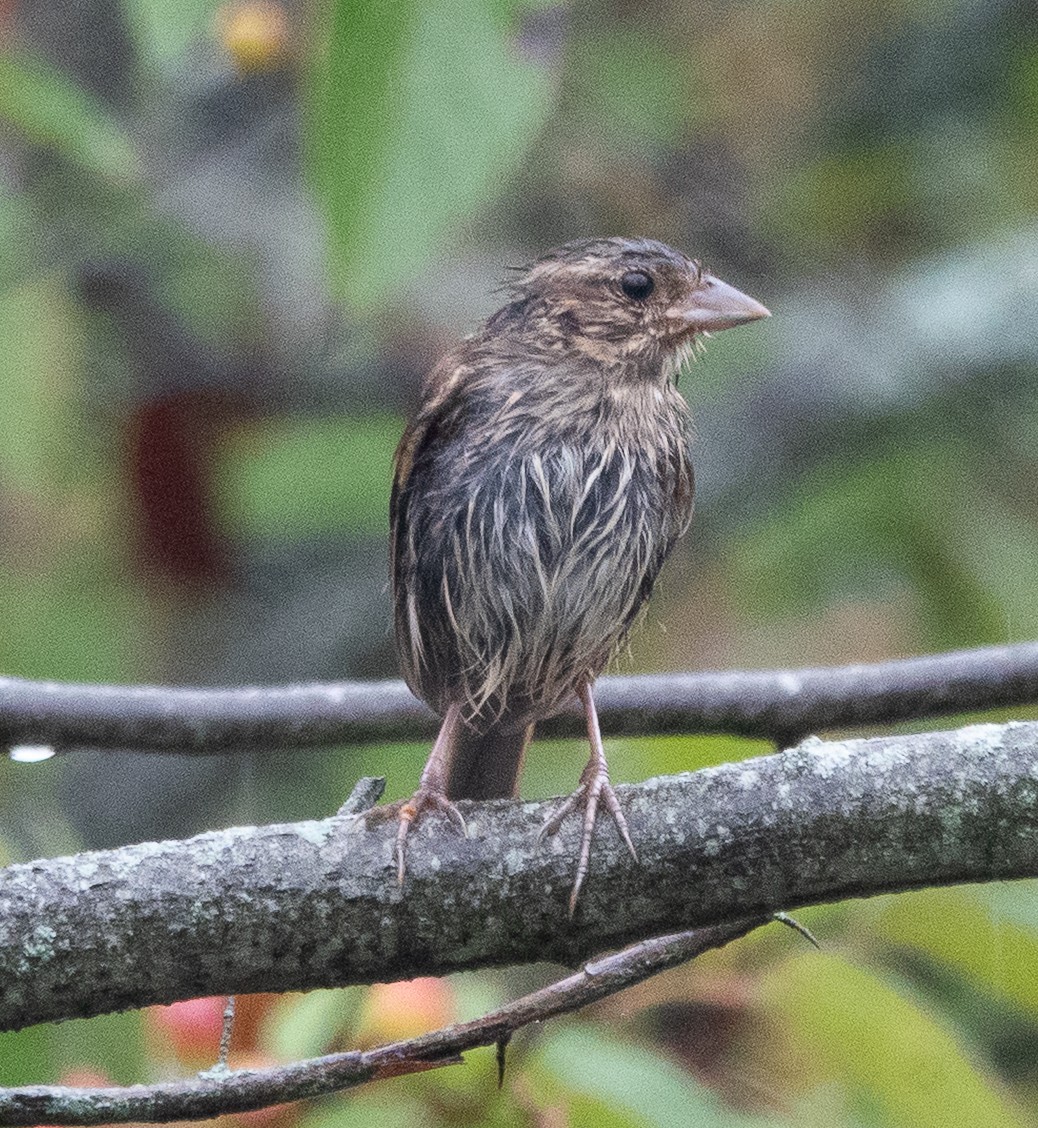 Song Sparrow - ML642448341
