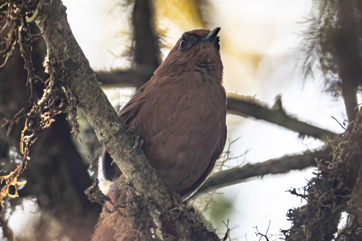 rustpiggstjert - ML642448359