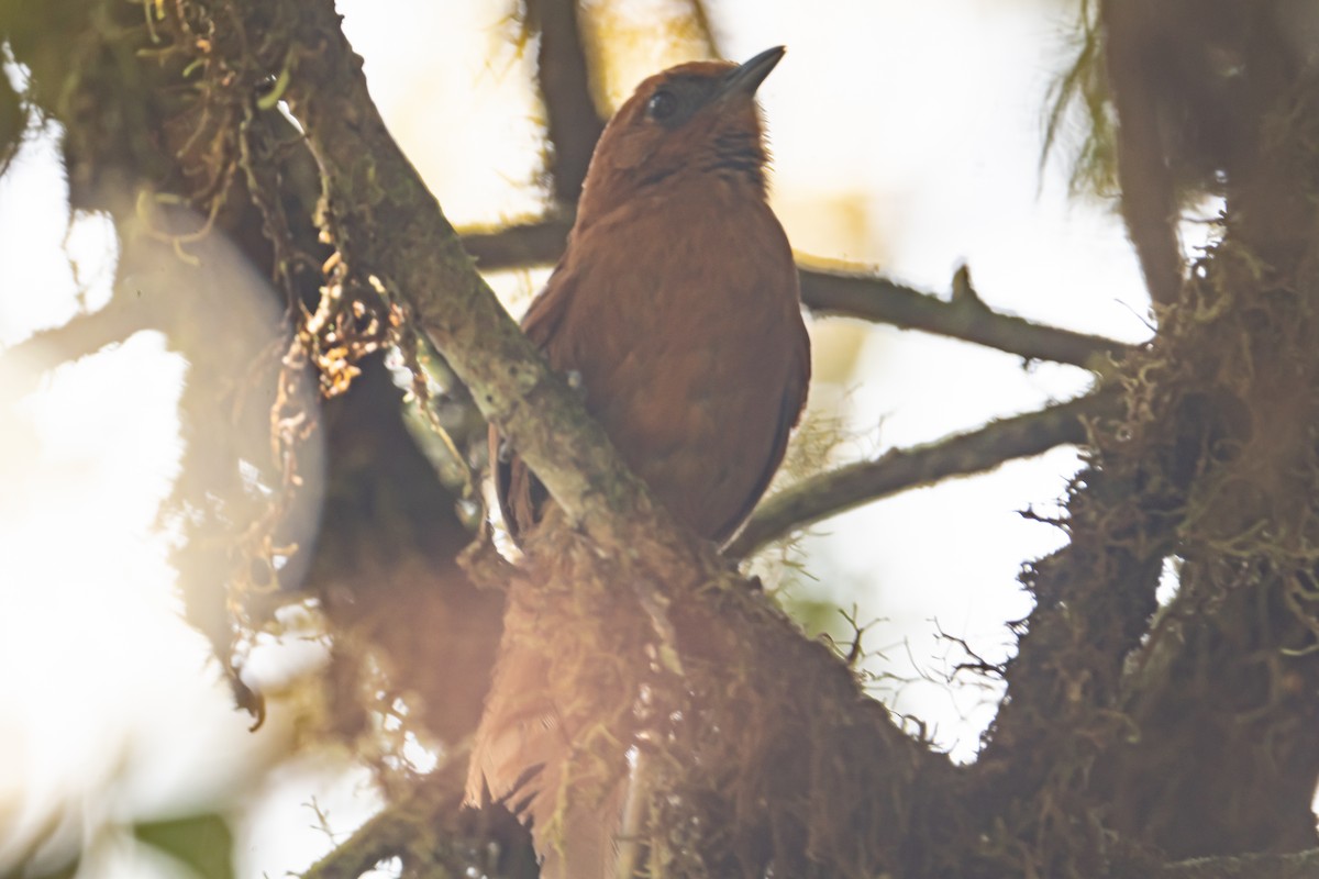 rustpiggstjert - ML642448364