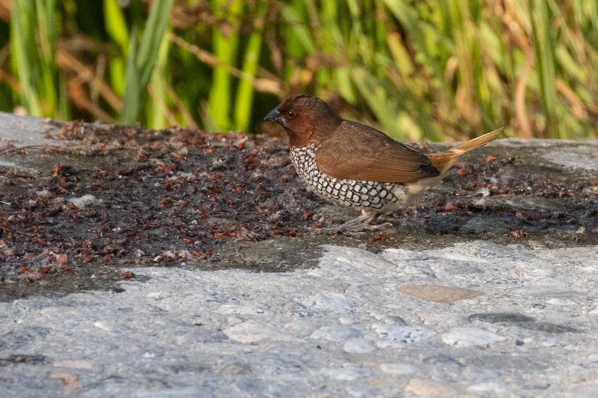 Scaly-breasted Munia - ML642448373